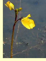 Пузырчатка обыкновенная (Utricularia vulgaris L) Пузырчатка обыкновенная (Utricularia vulgaris L)